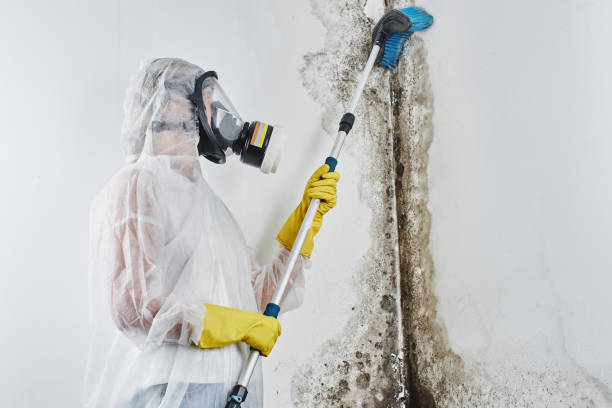 Best Black Mold Remediation in Johnson Creek, WI