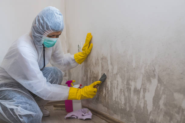 Best Localized Mold Remediation (e.g., coastal areas, humid climates) in Johnson Creek, WI