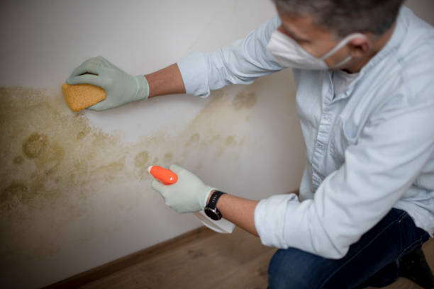 Best Kitchen Mold Remediation in Johnson Creek, WI