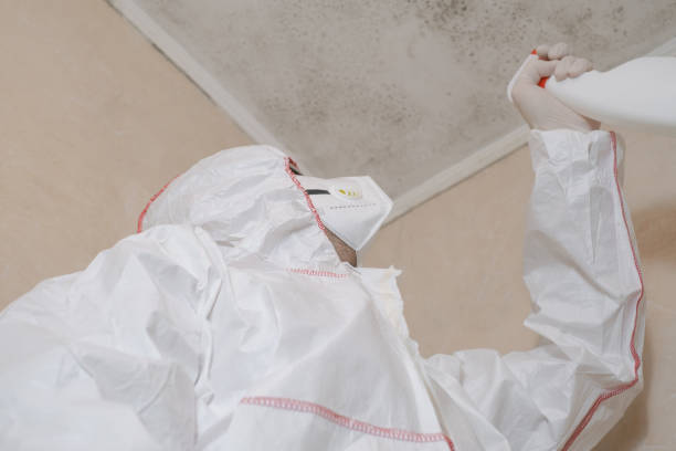 Best Post-Flood Mold Remediation in Johnson Creek, WI