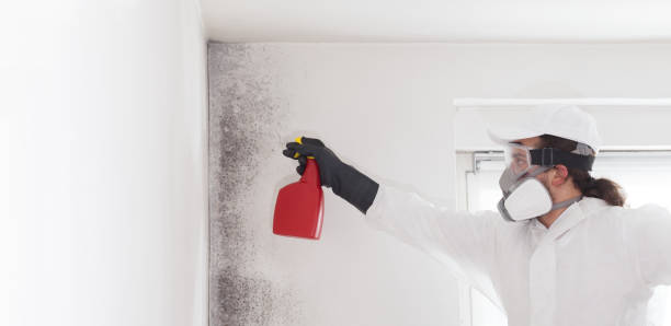 Best Mold Testing and Inspection Services in Johnson Creek, WI