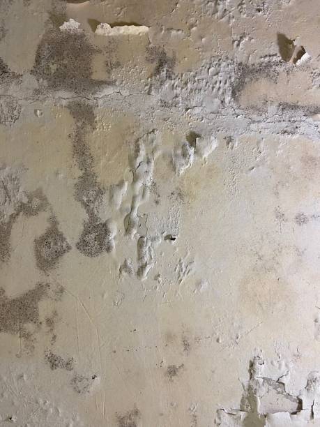 Best Attic Mold Remediation in Johnson Creek, WI
