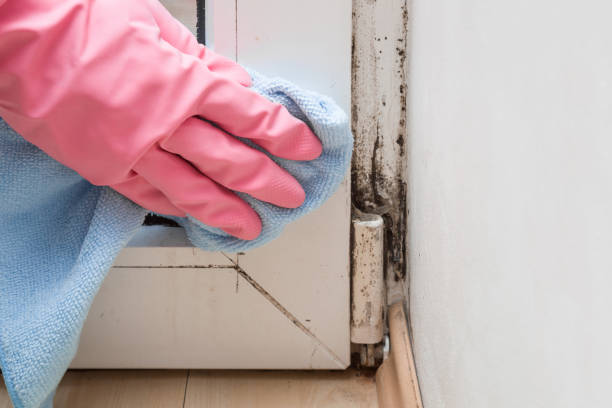 Trusted Johnson Creek, WI Mold Remediation Experts