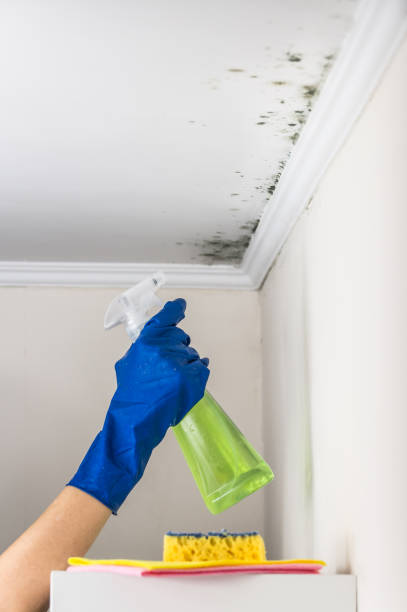 Best White Mold Remediation in Johnson Creek, WI